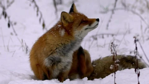 Cinematic View Of Fox, Wildlife In Deep Forest Stock Footage 323453224