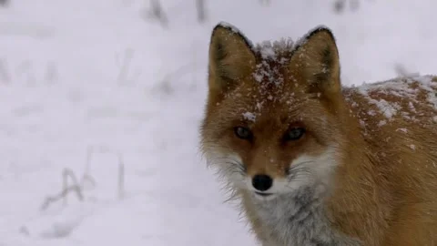 Cinematic View Of Fox, Wildlife In Deep Forest Stock Footage 323453231