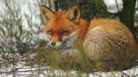 Cinematic View Of Fox, Wildlife In Deep Forest Stock Footage 323453326