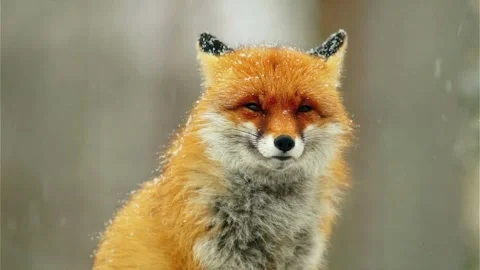 Cinematic View Of Fox, Wildlife In Deep Forest Stock Footage 323453341