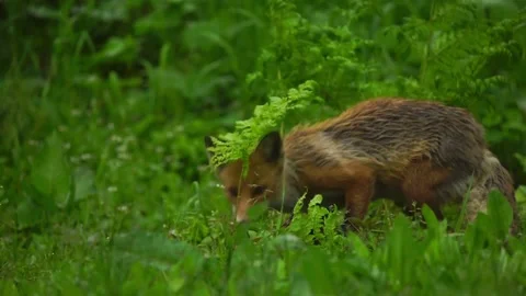 Cinematic View Of Fox, Wildlife In Deep Forest Stock Footage 323453523