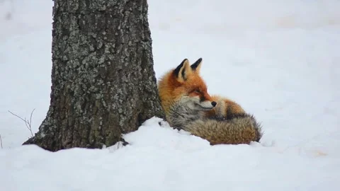Cinematic View Of Fox, Wildlife In Deep Forest Stock Footage 323453758