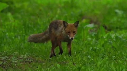 Cinematic View Of Fox, Wildlife In Deep Forest Stock Footage 323453877