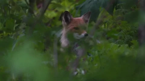 Cinematic View Of Fox, Wildlife In Deep Forest Stock Footage 323454152