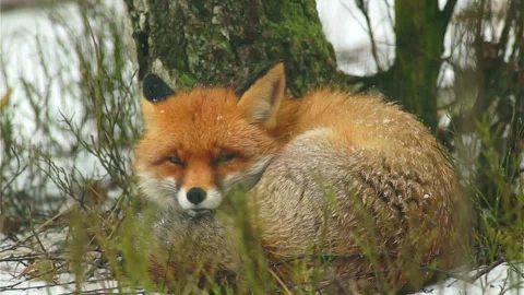 Cinematic View Of Fox, Wildlife In Deep Forest Stock Footage 323454265