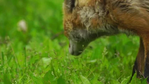 Cinematic View Of Fox, Wildlife In Deep Forest Stock Footage 323454446