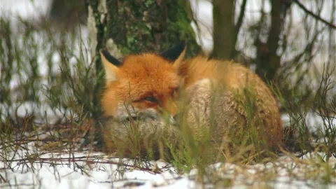 Cinematic View Of Fox, Wildlife In Deep Forest Stock Footage 323454456