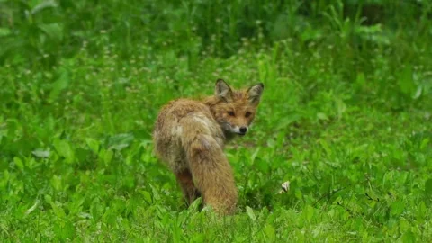 Cinematic View Of Fox, Wildlife In Deep Forest Stock Footage 323454541
