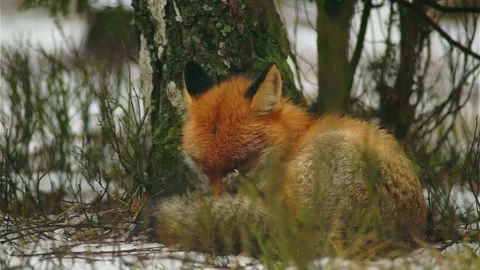 Cinematic View Of Fox, Wildlife In Deep Forest Stock Footage 323454543