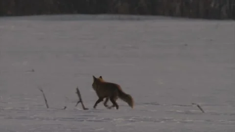 Cinematic View Of Fox, Wildlife In Deep Forest Stock Footage 323454610