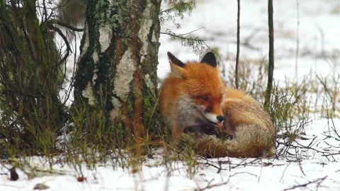 Cinematic View Of Fox, Wildlife In Deep Forest Stock Footage 323454630