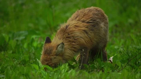 Cinematic View Of Fox, Wildlife In Deep Forest Stock Footage 323456829