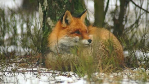 Cinematic View Of Fox, Wildlife In Deep Forest Stock Footage 323457635