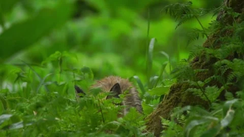 Cinematic View Of Fox, Wildlife In Deep Forest Stock Footage 323457963