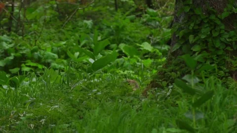 Cinematic View Of Fox, Wildlife In Deep Forest Stock Footage 323458060