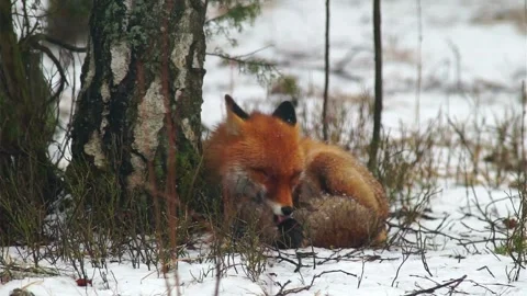 Cinematic View Of Fox, Wildlife In Deep Forest Stock Footage 323458283