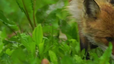 Cinematic View Of Fox, Wildlife In Deep Forest Stock Footage 323458648