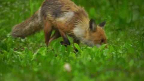 Cinematic View Of Fox, Wildlife In Deep Forest Stock Footage 323459143