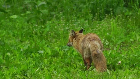 Cinematic View Of Fox, Wildlife In Deep Forest Stock Footage 323459170