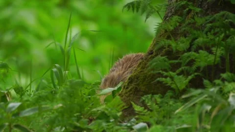 Cinematic View Of Fox, Wildlife In Deep Forest Stock Footage 323459176