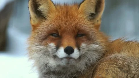 Cinematic View Of Fox, Wildlife In Deep Forest Stock Footage 323459643