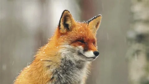 Cinematic View Of Fox, Wildlife In Deep Forest Stock Footage 323463545