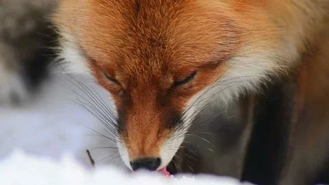 Cinematic View Of Fox, Wildlife In Deep Forest Stock Footage 323463587