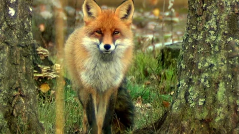 Cinematic View Of Fox, Wildlife In Deep Forest Stock Footage 323463617