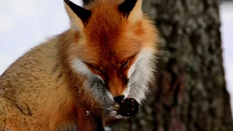 Cinematic View Of Fox, Wildlife In Deep Forest Stock Footage 323463625
