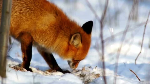 Cinematic View Of Fox, Wildlife In Deep Forest Stock Footage 323463634