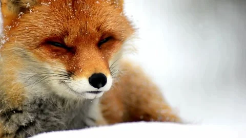 Cinematic View Of Fox, Wildlife In Deep Forest Stock Footage 323463636