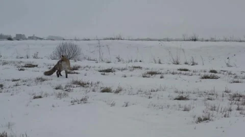 Cinematic View Of Fox, Wildlife In Deep Forest Stock Footage 323463651
