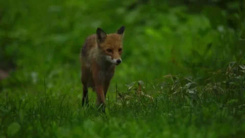 Cinematic View Of Fox, Wildlife In Deep Forest Stock Footage 323463683