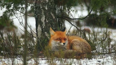 Cinematic View Of Fox, Wildlife In Deep Forest Stock Footage 323463818