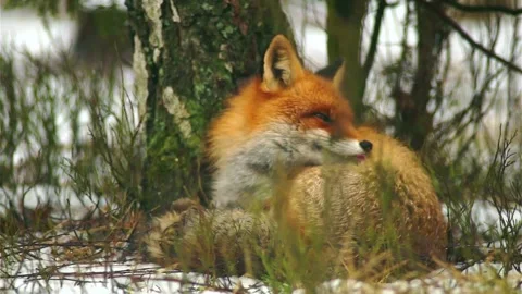 Cinematic View Of Fox, Wildlife In Deep Forest Stock Footage 323463857