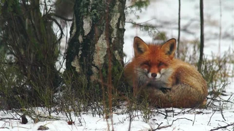 Cinematic View Of Fox, Wildlife In Deep Forest Stock Footage 323463866