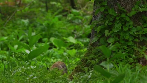 Cinematic View Of Fox, Wildlife In Deep Forest Stock Footage 323463884