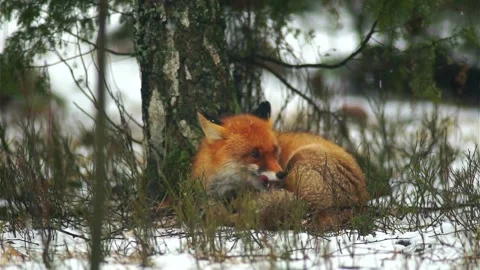 Cinematic View Of Fox, Wildlife In Deep Forest Stock Footage 323463935