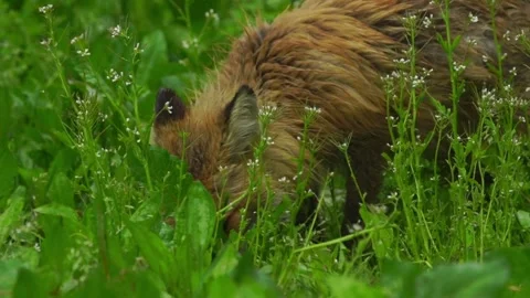 Cinematic View Of Fox, Wildlife In Deep Forest Stock Footage 323463948