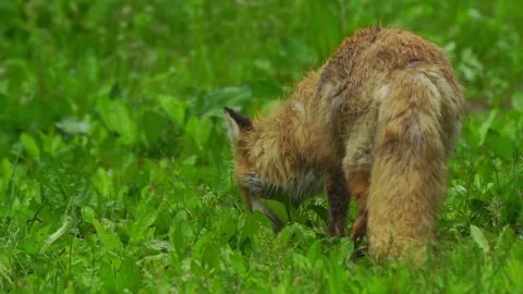 Cinematic View Of Fox, Wildlife In Deep Forest Stock Footage 323463972