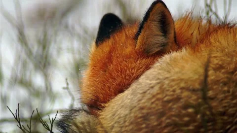 Cinematic View Of Fox, Wildlife In Deep Forest Stock Footage 323497925