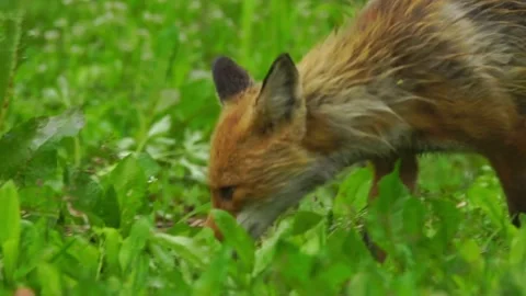 Cinematic View Of Fox, Wildlife In Deep Forest Stock Footage 323497935