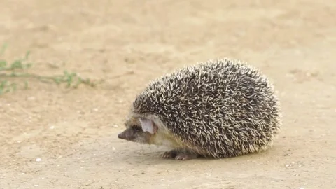 Cinematic View Of Hedgehog, Wildlife In Deep Forest Stock Footage 323760227