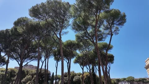 Cinematic View Of Italian Pine Trees Near Castel Sant'Angelo In Rome Stock Footage 336798956
