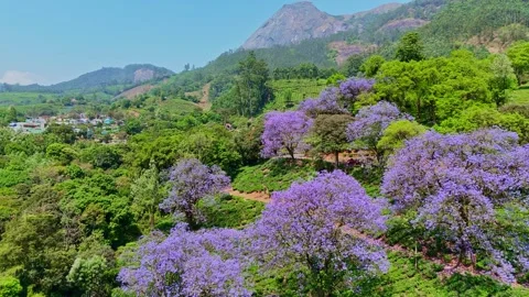 Cinematic view of jacaranda flowers and tea estates in Munnar 스톡 동영상 332693773