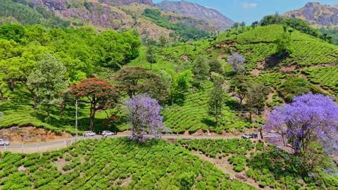 Cinematic view of jacaranda flowers and tea estates in Munnar 스톡 동영상 332693786