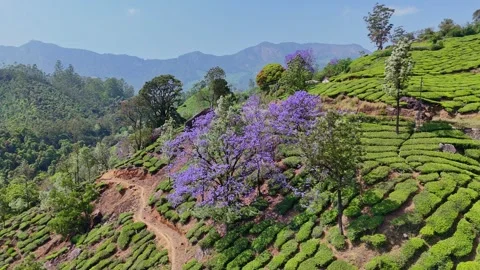 Cinematic view of jacaranda flowers and tea estates in Munnar 스톡 동영상 333349892