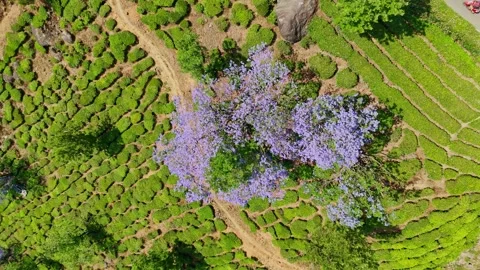 Cinematic view of jacaranda flowers and tea estates in Munnar 스톡 동영상 333349976