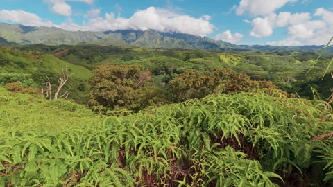 Cinematic view of Kauai Stock Footage 345278808