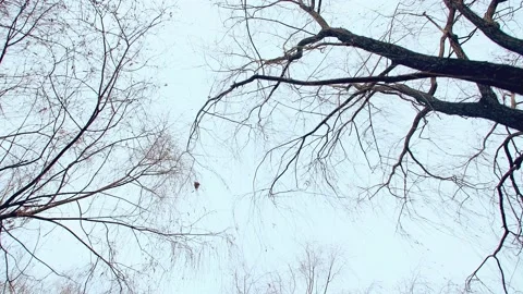 Cinematic View Of Large Sequoia Tree With Rays Of Sunshine, Sun Flares And 動画素材 234283879